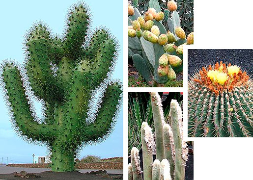 Der Kaktusgarten con Cesar Manrique