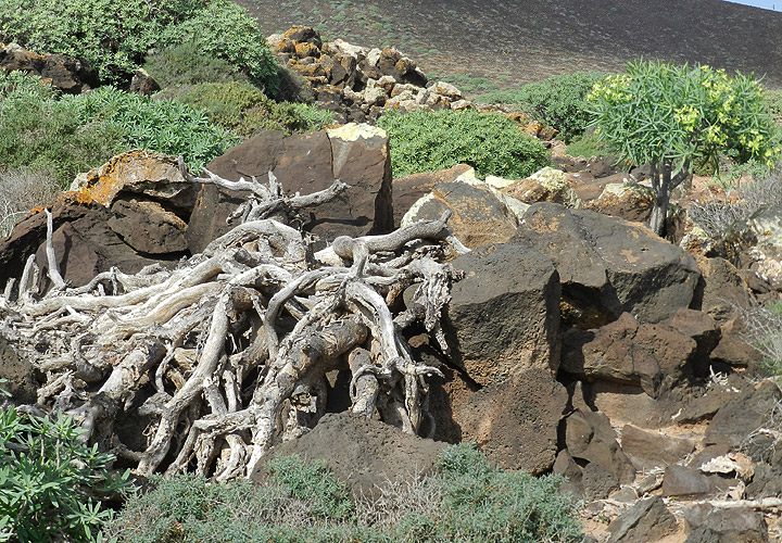 Naturstilleben auf der Isla de Lobos