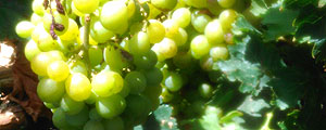 La Geria - das Weinanbaugebiet von Lanzarote