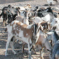 Cabras - Ziegen in Femes