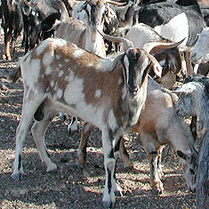 Cabras en Lanzarote