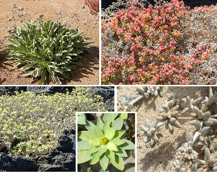 Pflanzenwelt auf der Isla de Lobos