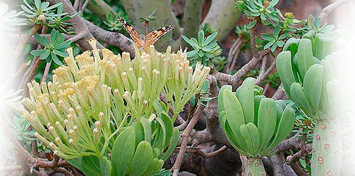 Jardin de Cactus - Kakteenblüten