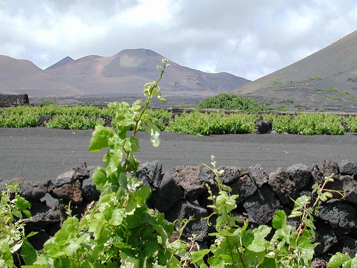 La Geria - die Weinberge von Lanzarote