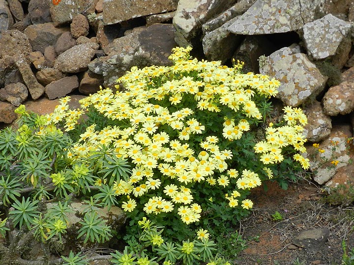 Gelbe Margeriten am Wegesrand Gelbe Margeriten am Wegesrand