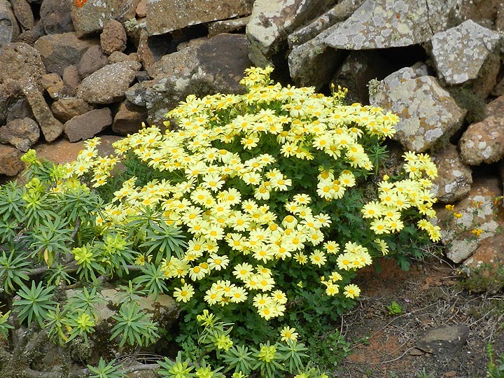 Gelbe Margeriten am Wegesrand