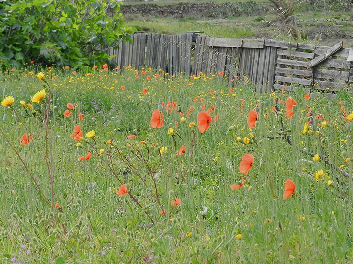 Wilder Mohn in den Wiesen